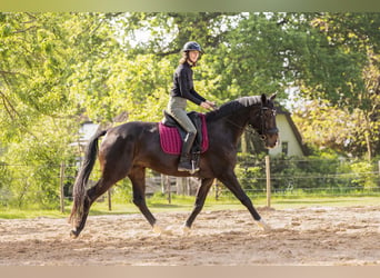 KWPN, Ruin, 8 Jaar, 168 cm, Donkerbruin