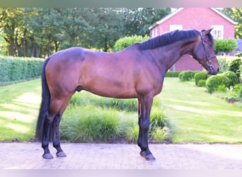 KWPN, Ruin, 8 Jaar, 168 cm, Donkerbruin