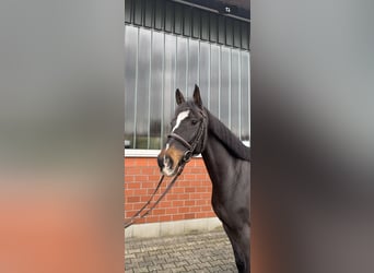 KWPN, Ruin, 8 Jaar, 168 cm, Donkerbruin