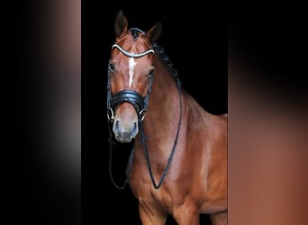 KWPN, Ruin, 8 Jaar, 169 cm, Bruin