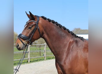 KWPN, Ruin, 8 Jaar, 169 cm, Bruin