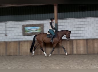 KWPN, Ruin, 8 Jaar, 169 cm, Bruin