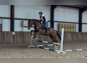 KWPN, Ruin, 8 Jaar, 169 cm, Bruin