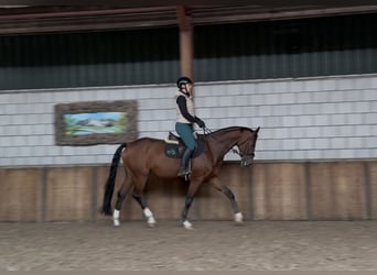 KWPN, Ruin, 8 Jaar, 169 cm, Bruin