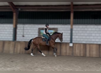 KWPN, Ruin, 8 Jaar, 169 cm, Bruin