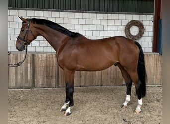 KWPN, Ruin, 8 Jaar, 169 cm, Bruin