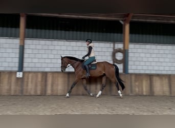 KWPN, Ruin, 8 Jaar, 169 cm, Bruin