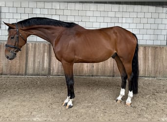 KWPN, Ruin, 8 Jaar, 169 cm, Bruin