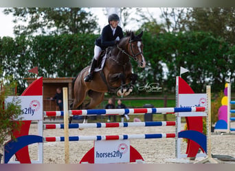 KWPN, Ruin, 8 Jaar, 169 cm, Bruin