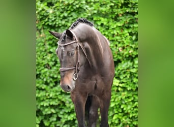 KWPN, Ruin, 8 Jaar, 169 cm, Zwartbruin