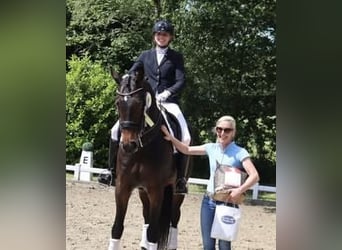 KWPN, Ruin, 8 Jaar, 170 cm, Bruin