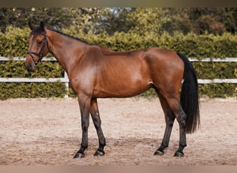 KWPN, Ruin, 8 Jaar, 170 cm, Donkerbruin