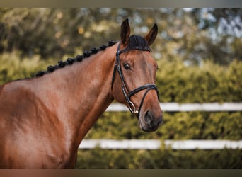 KWPN, Ruin, 8 Jaar, 170 cm, Donkerbruin