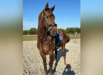 KWPN, Ruin, 8 Jaar, 170 cm, Vos