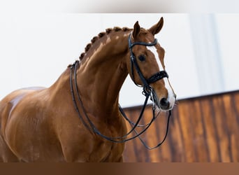 KWPN, Ruin, 8 Jaar, 170 cm, Vos