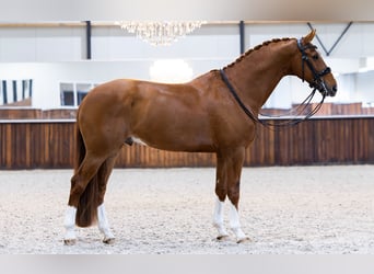 KWPN, Ruin, 8 Jaar, 170 cm, Vos