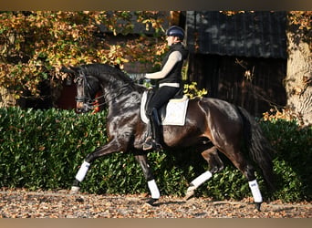 KWPN, Ruin, 8 Jaar, 171 cm, Donkerbruin