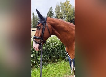 KWPN, Ruin, 8 Jaar, 171 cm, Donkere-vos