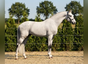 KWPN, Ruin, 8 Jaar, 171 cm, Schimmel