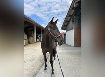 KWPN, Ruin, 8 Jaar, 172 cm, Donkerbruin