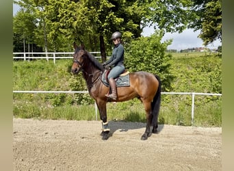 KWPN, Ruin, 8 Jaar, 172 cm, Donkerbruin