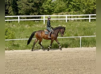 KWPN, Ruin, 8 Jaar, 172 cm, Donkerbruin
