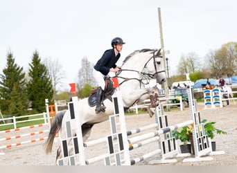 KWPN, Ruin, 8 Jaar, 172 cm, Schimmel