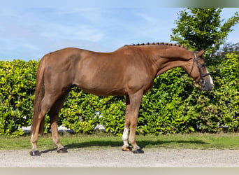 KWPN, Ruin, 8 Jaar, 172 cm