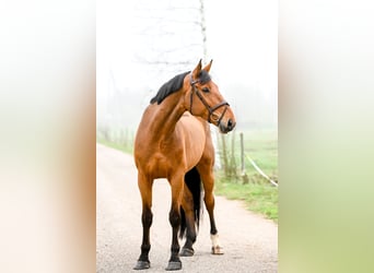 KWPN, Ruin, 8 Jaar, 173 cm, Zwartbruin