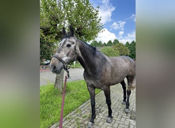 KWPN, Ruin, 8 Jaar, 174 cm, Appelschimmel