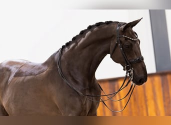 KWPN, Ruin, 8 Jaar, 174 cm, Zwart