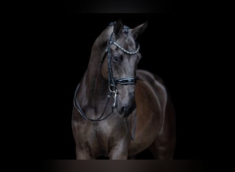 KWPN, Ruin, 8 Jaar, 174 cm, Zwart