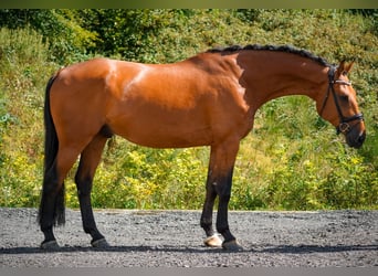 KWPN, Ruin, 8 Jaar, 178 cm, Bruin
