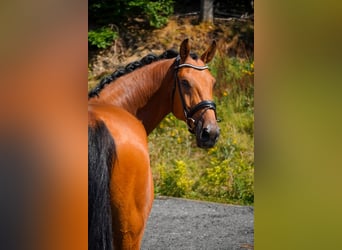 KWPN, Ruin, 8 Jaar, 178 cm, Bruin
