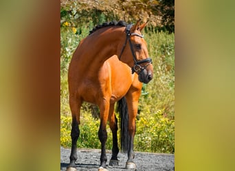 KWPN, Ruin, 8 Jaar, 178 cm, Bruin