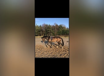 KWPN, Ruin, 8 Jaar, 178 cm, Donkerbruin