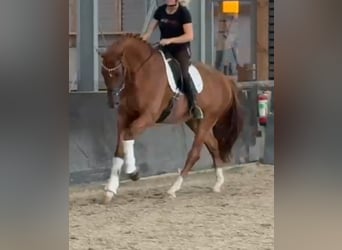 KWPN, Ruin, 8 Jaar, 178 cm, Vos