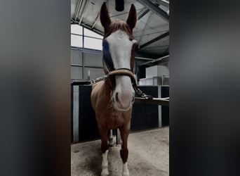 KWPN Mix, Ruin, 9 Jaar, 160 cm, Vos