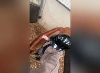 KWPN Mix, Ruin, 9 Jaar, 160 cm, Vos