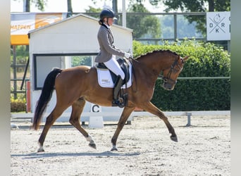 KWPN, Ruin, 9 Jaar, 161 cm, Bruin