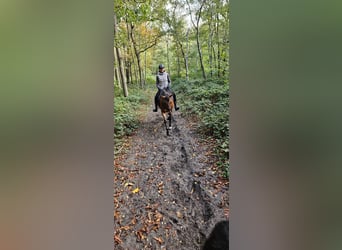 KWPN, Ruin, 9 Jaar, 161 cm, Bruin