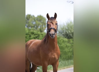 KWPN, Ruin, 9 Jaar, 161 cm, Bruin