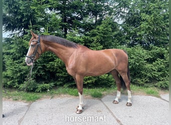 KWPN, Ruin, 9 Jaar, 163 cm, Roodbruin