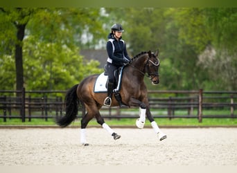 KWPN, Ruin, 9 Jaar, 164 cm, Donkerbruin