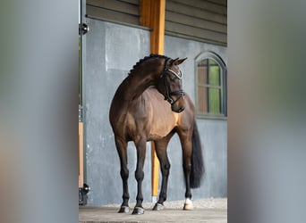 KWPN, Ruin, 9 Jaar, 164 cm, Donkerbruin