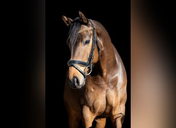 KWPN, Ruin, 9 Jaar, 166 cm, Bruin