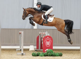 KWPN, Ruin, 9 Jaar, 166 cm, Bruin