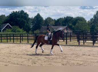 KWPN, Ruin, 9 Jaar, 167 cm, Bruin