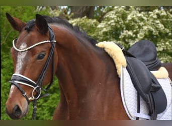 KWPN, Ruin, 9 Jaar, 167 cm, Bruin