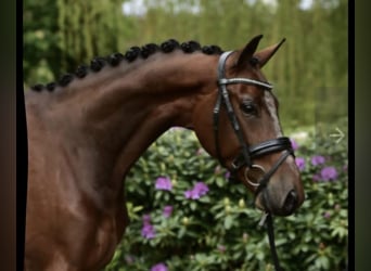 KWPN, Ruin, 9 Jaar, 167 cm, Bruin